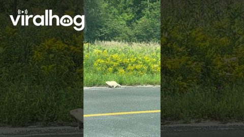 Albino Groundhog Out for a Stroll || ViralHog