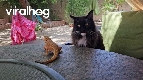 Bearded Dragon Hops on Cat's Back || ViralHog