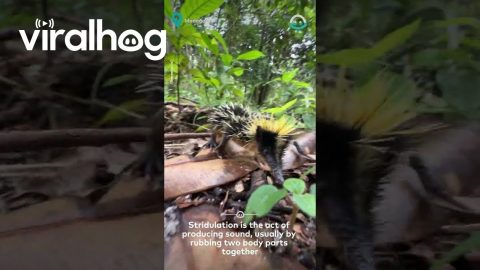 Lowland Streaked Tenrec Makes Rare Sound || ViralHog