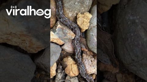 Thousands of Tiny Worms Form Giant Chain || ViralHog