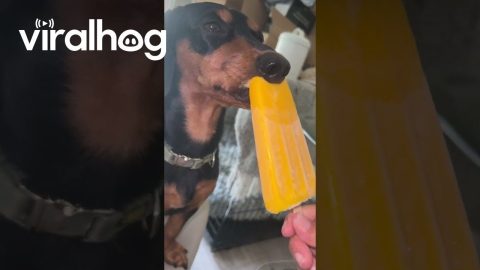 Dog Comically Rests Nose While Licking Ice Cream || ViralHog