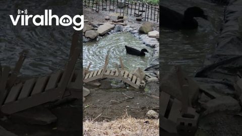 Duck Spins Around In Small Pond || ViralHog