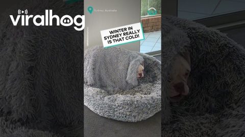 Dog Camouflages In Bed || ViralHog