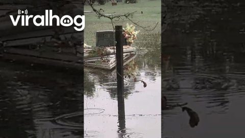 Hurricane Debby Floods Graveyard || ViralHog