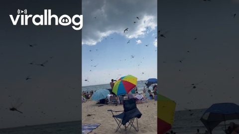 Dragonflies Swarm Rhode Island Beach || ViralHog