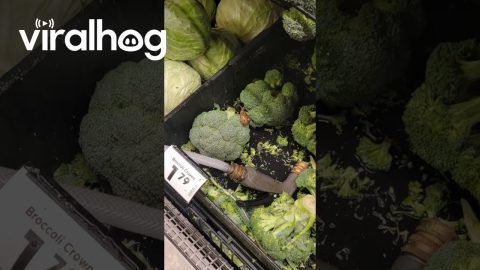 Protein Boosted Broccoli For Sale || ViralHog
