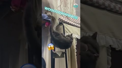 Clumsy Cat Struggles With Stairs || ViralHog