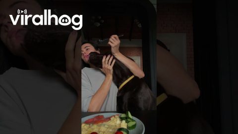 Pushy Pup Wants Food || ViralHog