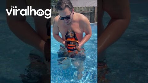 Dachshund Pup Paddles In Place || ViralHog