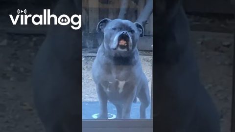 Toothy Dog Protests Being Locked Outside || ViralHog