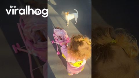 Cozy Chihuahua Pushed In Baby Pram || ViralHog