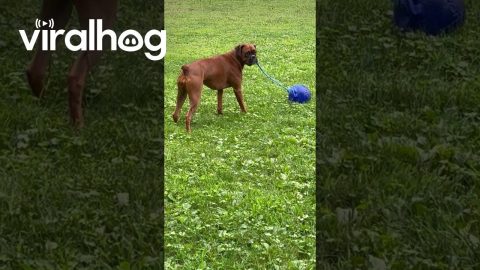 Boxer Dog Swings Ball Around || ViralHog