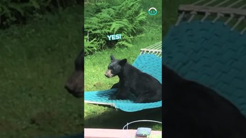 Clumsy Bear struggles to figure out Hammock || ViralHog