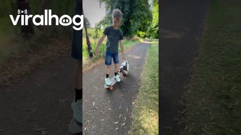 Spaniel Pushes Boy on Skateboard || ViralHog