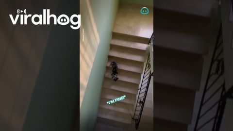 Frenchie Rushing So Hard To Owner || ViralHog