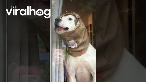 The Hamburgler's Doggie Bag || ViralHog