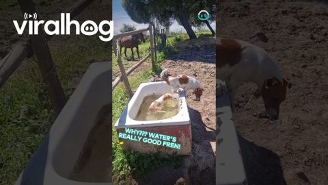 Puppies Play In Horse Trough || ViralHog
