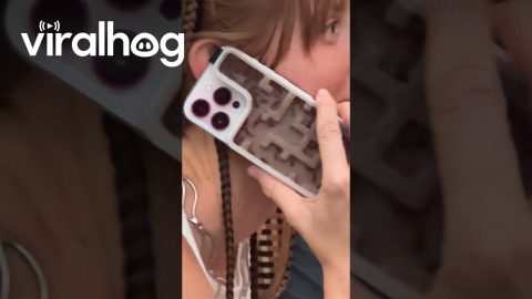 Mini Ant Farm In Phone Case || ViralHog