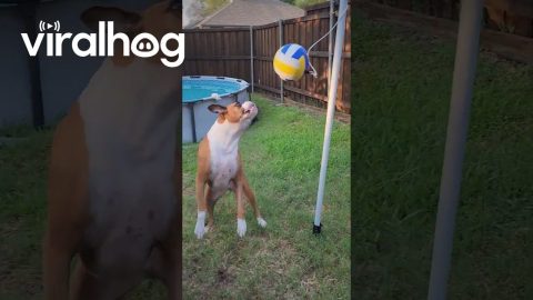 Boxer Plays Tetherball || ViralHog