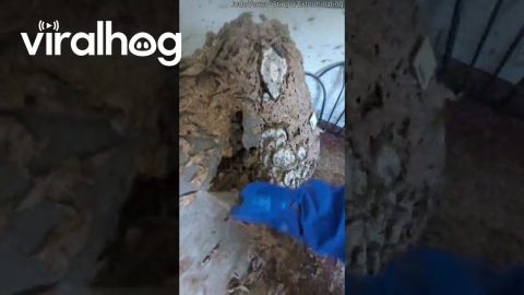 Sofa Yellowjacket Removal || ViralHog