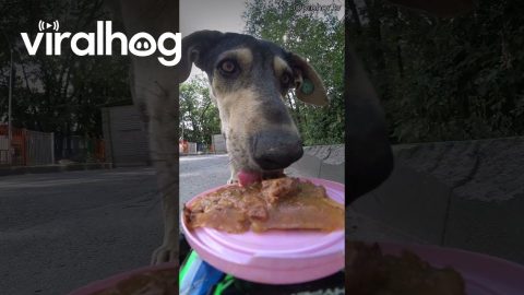 Remote-Controlled Car Delivers Pet Food || ViralHog