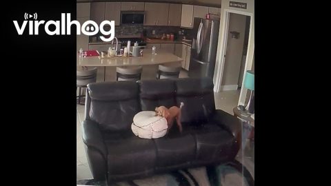 Clever Poodle Creates a Double-Decker Dog Bed || ViralHog