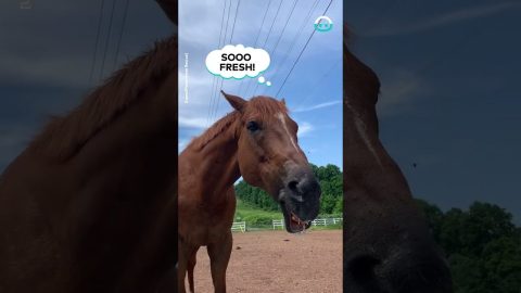 Horse Enjoys Clean Water || ViralHog