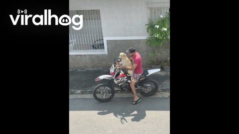 Dog Takes a Ride on Owner's Motorcycle || ViralHog