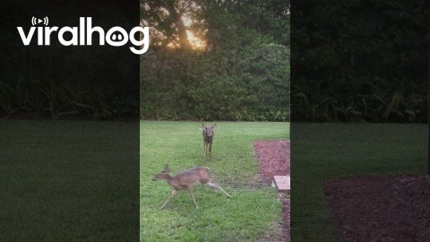 Buck's Tongue Hangs Out || ViralHog
