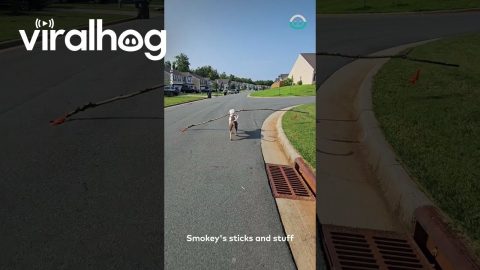 Dog Has Wide Load With Huge Stick || ViralHog