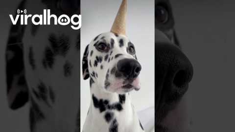 Dalmatian Is A Cookies And Cream Ice Cream Dog || ViralHog