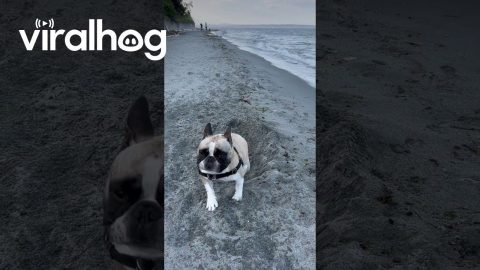 Fearful Frenchie Spooked by Hole at the Beach || ViralHog