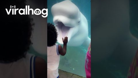 Beluga Whale Opens Mouth At Boy || ViralHog