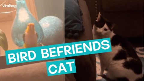 Parrot Desperate To Play With Cat || ViralHog