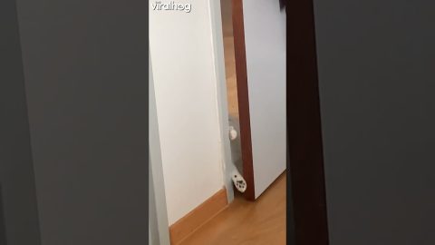 Cat's Archnemesis || ViralHog