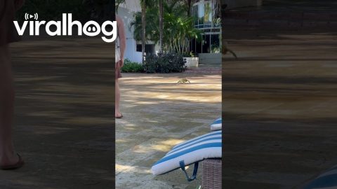 Iguana Takes a Dip in Swimming Pool || ViralHog