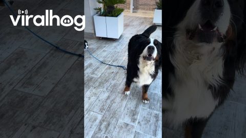 Older Dog Protests When Puppy Won't Move || ViralHog