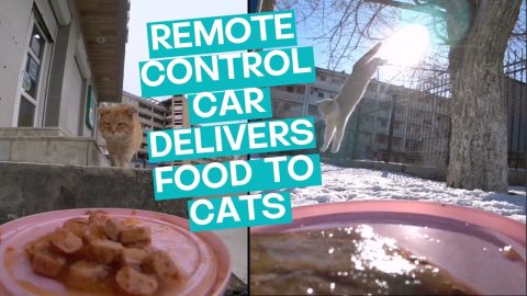 Remote Control Car Delivers Food To Cats || ViralHog