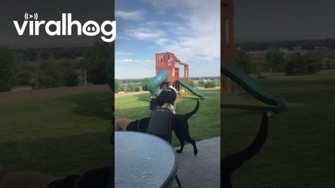 Calf Thinks He's a Dog || ViralHog