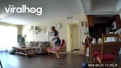 Earthquake Spooks Cat || ViralHog