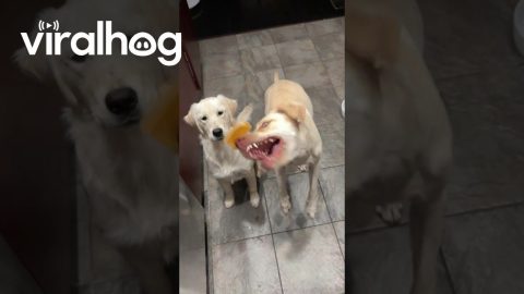 Hungry Pup Misses Catch || ViralHog