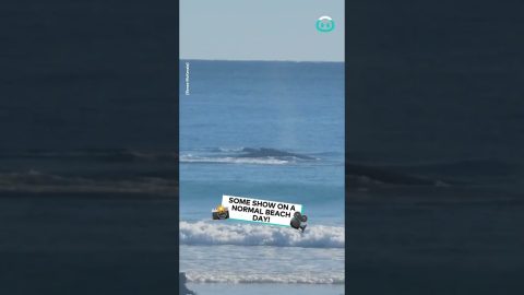 Whales So Close To Shore || ViralHog
