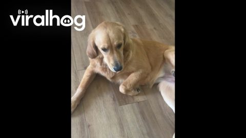 Dog Makes a Soapy Mess After Chewing Up Package || ViralHog