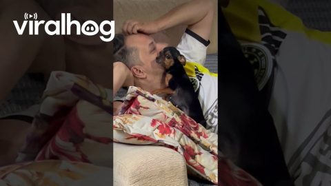 Dad Cuddles Favorite Dog Daughter || ViralHog