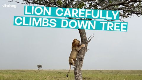 Lion Carefully Climbs Down Tree || ViralHog