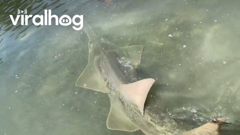 Rare Sawfish Sighted While Paddleboarding || ViralHog