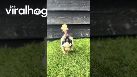 Showgirl Mottled Silkie Chick || ViralHog