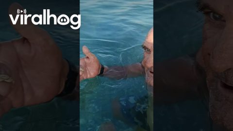 Crab Makes New Best Friend || ViralHog