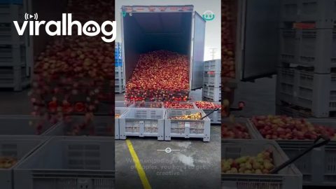 Mesmerising Apple Unloading || ViralHog