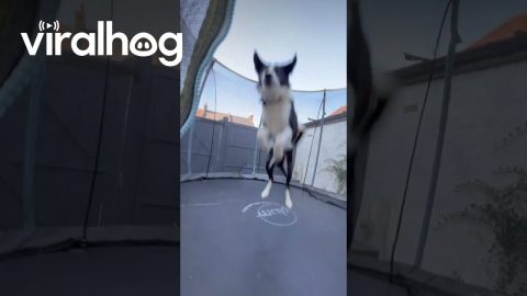 Border Collie Bounces on Trampoline || ViralHog